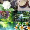 Tropical Apothecary OLA Passion Fruit Body Butter Moisturizing with Pure Coconut Oil and Hawaiian Plant Extracts Ideal f