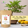 Cosmic Element 100 Pure Organic Mango Butter Unrefined Raw Mango Butter with Vitamins A C E AntioxidantRich Mango Body B