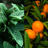 Seattle Sundries Mint Citrus Natural Bar Lotion with Beeswax Coconut Oil Winter Skin Care 2x 115oz Solid Lotion in Trave