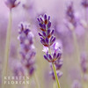Kerstin Florian Organic Clarifying Lavender Facial Oil Moisturizing Face Oil with Sea Buckthorn Argan Jojoba Oils for Al