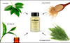 RAYA BioDrying Lotion 701 Facial Spot Treatment for BreakOuts Helps Dry Up WhiteHeads Great for OverNight Use