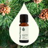 Plant Therapy Scots Pine Essential Oil 10 mL 13 oz 100 Pure Undiluted Therapeutic Grade