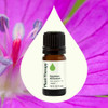 Plant Therapy Egyptian Geranium Essential Oil 5 mL 16 oz100 Pure Undiluted Natural Aromatherapy Stress Relief Emotional
