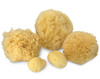 Real Natural Sea Sponges Multipack 5pc Spa Gift Set in Premium Bag Kind on Skin for Bath Shower Facial Cleansing Pamper
