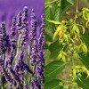 Lavender Ylang Ylang Natural Solid Lotion Bars with Beeswax Shea Butter 2x 115oz in Travel Tns Moisturize Protect Skin L