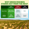 Organic Green Rooibos Tea Bags 40 Rooibos Green Tea Bags Naturally Sweet Herbal Tea Rich in Antioxidants Kid Pregnancy S