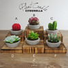 DarkSteve Decorative Citronella Plant Candle Collection - 6 pcs Cactus Candles Succulent Candles
