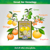 Down To Earth All Natural Fertilizers Organic Citrus Mix - 6-3-3, 1 lb