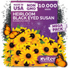 10,000 Black Eyed Susan Heirloom Flower Seeds for Planting, Rudbeckia Hirta
