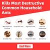 64 Pack Slow-Acting Ant Bait Gel Stations for Indoor & Outdoor Eliminate Entire Ant Colony, Effective Carpenter Ant