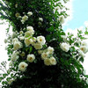 100Pcs Mix Climbing Rose Rosa Bush Vine Climber Butterfly Flower Seeds