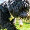 Cadet Stuffed Shin Bones for Dogs, Bacon & Cheese Flavor, Large, 5-6"
