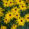 7500+ Black Eyed Susan Seeds Perennial Flower Seed - Rudbeckia Hirta