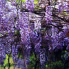 20+ Japanese Wisteria Purple Ornamental Vine Climber Seeds for Planting Home Garden Indoors or Outdoors