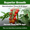 HOME GROWN Large Red Cherry Tomato Seeds 500+ Heirloom Non GMO