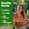 HOME GROWN Large Red Cherry Tomato Seeds 500+ Heirloom Non GMO