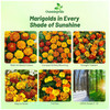Outsidepride French Marigold Seeds Mix - 1000 Pcs Annual, Compact, Heat & Drought Tolerant Flower Seeds for Planting