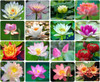Ficoszo 30PCS Bowl Lotus Seeds Bonsai Lotus Seeds for Planting Water Lily Flower Aquatic Plants Seed Pond Plants Non