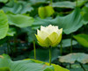Ficoszo 30PCS Bowl Lotus Seeds Bonsai Lotus Seeds for Planting Water Lily Flower Aquatic Plants Seed Pond Plants Non