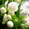 100+ Climbing Jasmine Flower Seeds Fragrant Plant for Planting Garden Home Four Seasons Evergreen Silver Jasmine