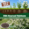 100+ Climbing Jasmine Flower Seeds Fragrant Plant for Planting Garden Home Four Seasons Evergreen Silver Jasmine