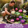 30+ Pcs Bonsai Bowl Lotus Seeds, Water Lily Flower Plant Seed Flowering Aquatic Fresh Garden Seeds for Pond Home