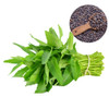 600+ Premium Kangkong Seeds - Ong Choy - Rau Muong - Kong Xin CAI Seeds | High 97% Germination | Non-GMO | Vegetable