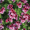 Citronella Plant Seeds for Planting - 1500+ Citronella Geranium Seeds Non-GMO Citronella Plant Seeds Home Heirloom