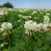 Outsidepride Perennial White Dutch Clover Seed - 1/4 lbs. Nitrocoated, Inoculated Clover Seeds for Lawn Alternative,