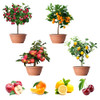 200+ Mix Dwarf Bonsai Fruit Tree Seeds for Planting, 4 Variety Individual Packs, 50+ Lemon Tree Seeds 50+ Cherry Tree