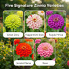 NatureZ Edge Zinnia Seeds for 2026 Planting Outdoors, Over 650 Flower Seeds, 5g, Non GMO Made in USA, Bulk Semillas De