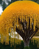 Golden Shower Tree Seeds for Planting (10 Seeds) - Stunning Weeping Yellow Blooms