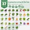 20,000+ Lettuce Seeds 10 Varieties of Fresh Salad Greens