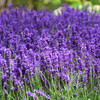 PLANTMEW Lavender Seeds for Planting, English Lavender Seeds Indoor & Outdoor, 7000+ Heirloom Seeds, High Germination,