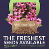 Purple Coneflower Seeds  Extra Large Packet  Over 3,000 Open Pollinated Non-GMO Wildflower Seeds  Echinacea purpurea