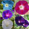 Seed Needs Morning Glory Seeds Variety Pack of 5 Vining Ipomoea Flowers