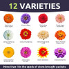 Zinnia Crazy Blend - Large 1 Ounce Packet - 4,000 Flower Seeds for Planting - Zinnia elegans