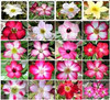 20 Desert Rose Seeds, Mixed Colors, Adenium obesum, Non-GMO Heirloom