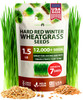 HOME GROWN Hard Red Winter Wheatgrass Seeds 12,000+ Bulk 1.5 lb Heirloom Non-GMO, Sprouting for Juicing, Healthy