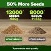 HOME GROWN Hard Red Winter Wheatgrass Seeds 12,000+ Bulk 1.5 lb Heirloom Non-GMO, Sprouting for Juicing, Healthy