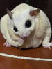 PETIVORE Premium Fish Stick for Sugar Glider and Small Exotic Pet - Made from Real Fish - Hamster, Squirrel,