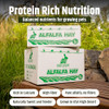 High Desert Alfalfa Hay for Young Rabbits and Guinea Pigs, 1 lb Box