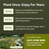Eden Brothers All Perennial Wildflower Seed Mix for Planting, 1/4 lb