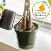 Perfect Plants Money Tree Potting Soil, 2 qt, Indoor Coco Coir Mix