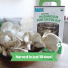 Back to the Roots Organic Mini Mushroom Grow Kit, Harvest Gourmet Oyster Mushrooms In 10 days, Top Gardening Gift,