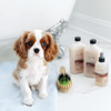 Everyday Isle of Dogs Silky Coating Dog Shampoo for Yorkies,Beagles and Spaniels (16.9 oz/Jasmine and Vanilla)