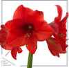 Waxed Amaryllis Bulb A Red Wax with Red Blooms A Live Holiday Gift Plant, Easy Care, No Watering Needed