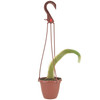 Arcadia Garden Products Live Monkey Tail Cactus Indoor Houseplant in Plastic Hanging Basket, Cleistocactus