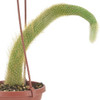 Arcadia Garden Products Live Monkey Tail Cactus Indoor Houseplant in Plastic Hanging Basket, Cleistocactus