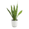 Altman Plants Variegated Snake Plant Decor, Sansevieria Zeylanica Snake Plants (Approx. 6" Tall) in White Planter, Air